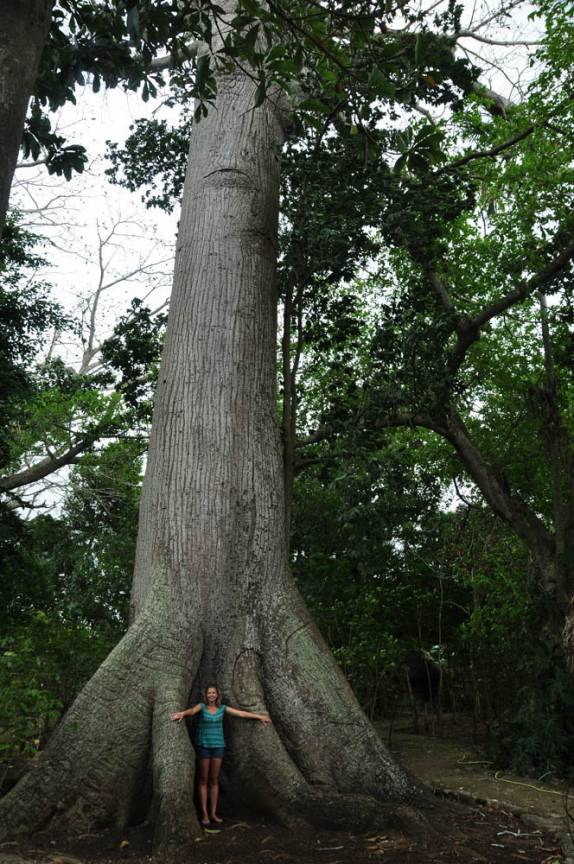 Venerável árvore que já era grande des a época em que a civilização maya floescia na península do yucatán (em Chiquila, costa norte do Yucatán, no México)
